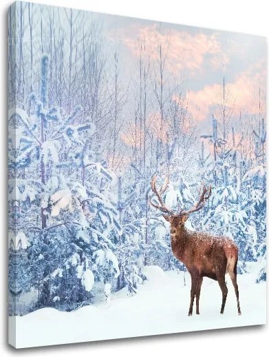 Obraz na stenu ZVIERATÁ_053-12