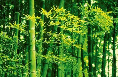 Fototapety, rozmer 175 x 115 cm, bambus, W+G 670