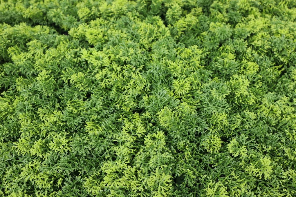 Umelý rastlinný panel MARIE MOSS 100 x 100 cm - Panel 100x100 Europe Grass