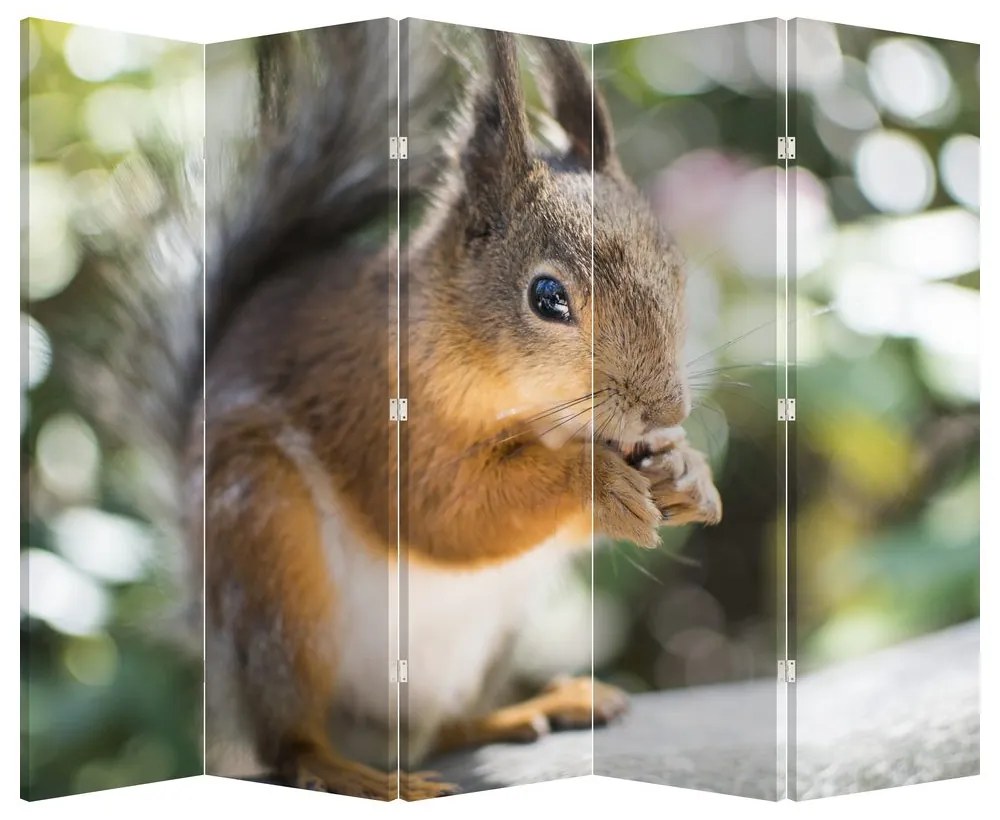 Paraván - Veverička (210x170 cm)