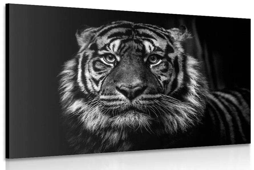 Obraz tiger v čiernobielom prevedení Varianta: 60x40
