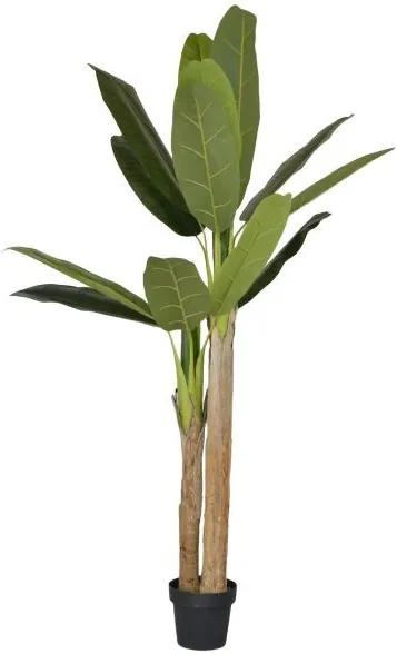 Dekorácie izbové rastliny Banánovník - 180 cm | BIANO