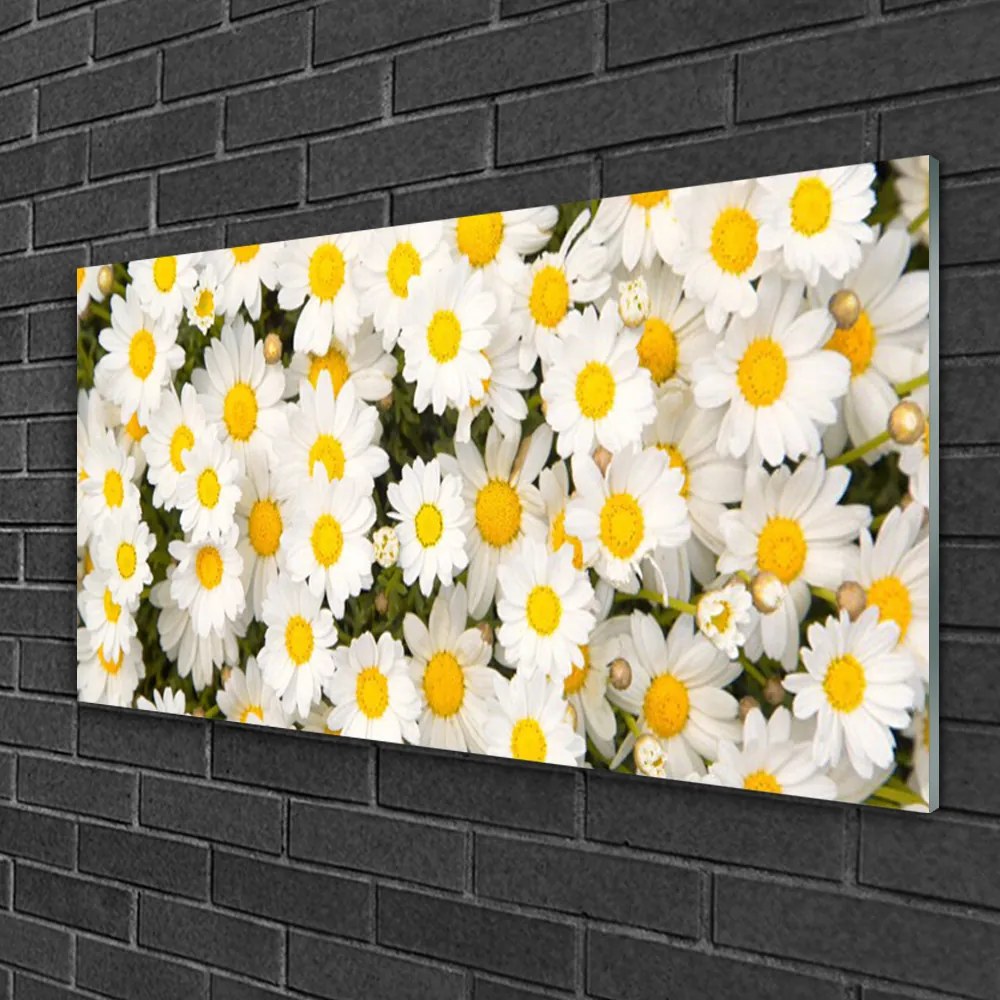Skleneny obraz Sedmokrásky kvety 100x50 cm