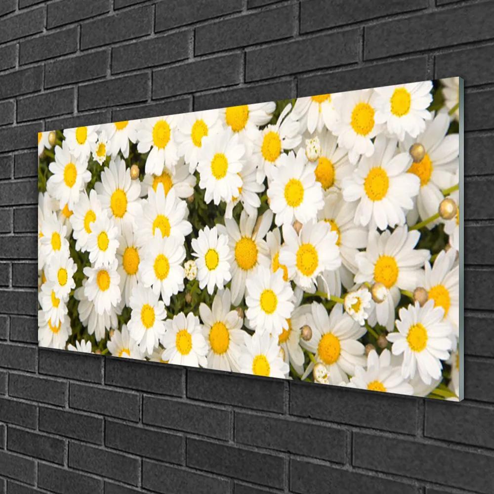 Skleneny obraz Sedmokrásky kvety 125x50 cm