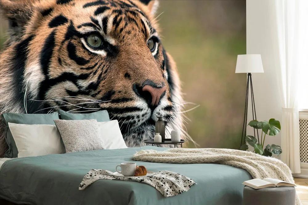 Samolepiaca fototapeta sústredený pohľad tigra