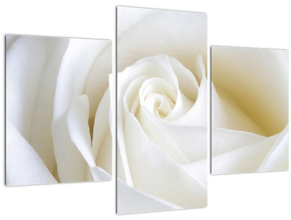 Obraz biele ruže (90x60 cm)