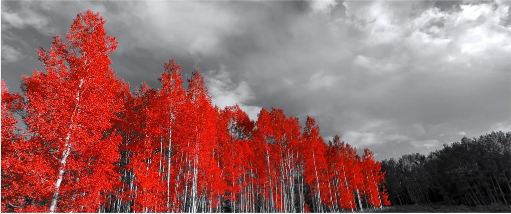 Obraz - Stromy vo farbe jesene (120x50 cm)