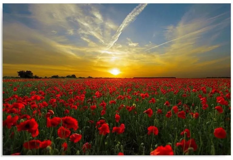Obraz CARO - Poppies At Sunset 40x30 cm