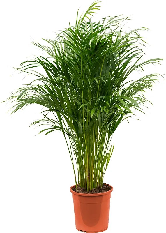 Areca (Dypsis) lutescens 24x135 cm