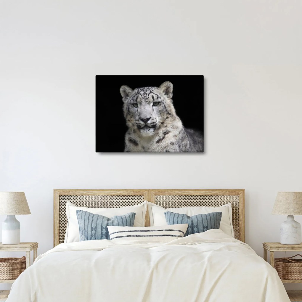 Obraz - Leopard snežný (70x50 cm)