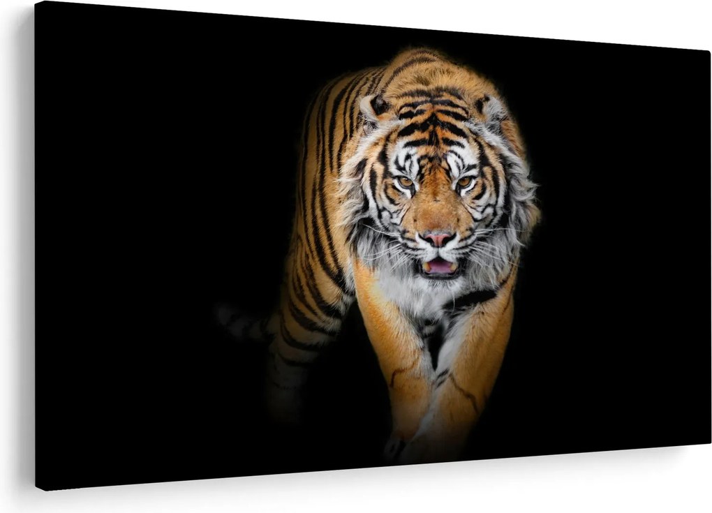 Obraz - Tiger (90x60 cm)