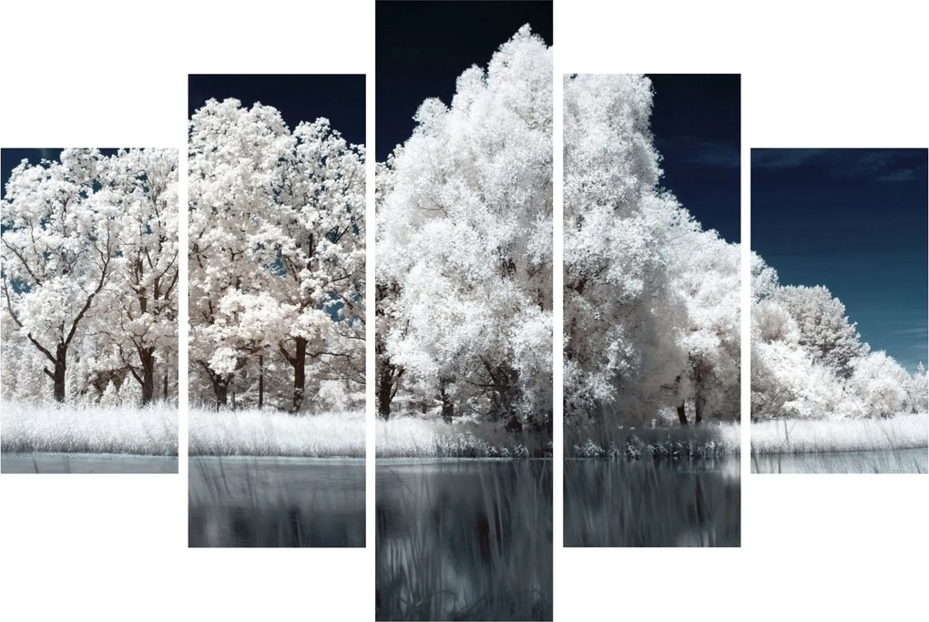 Obraz - Snehobiele stromy (150x105 cm)