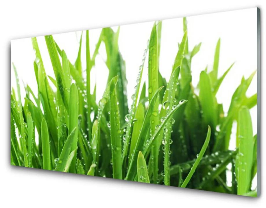 Obraz na skle Tráva rastlina 120x60 cm