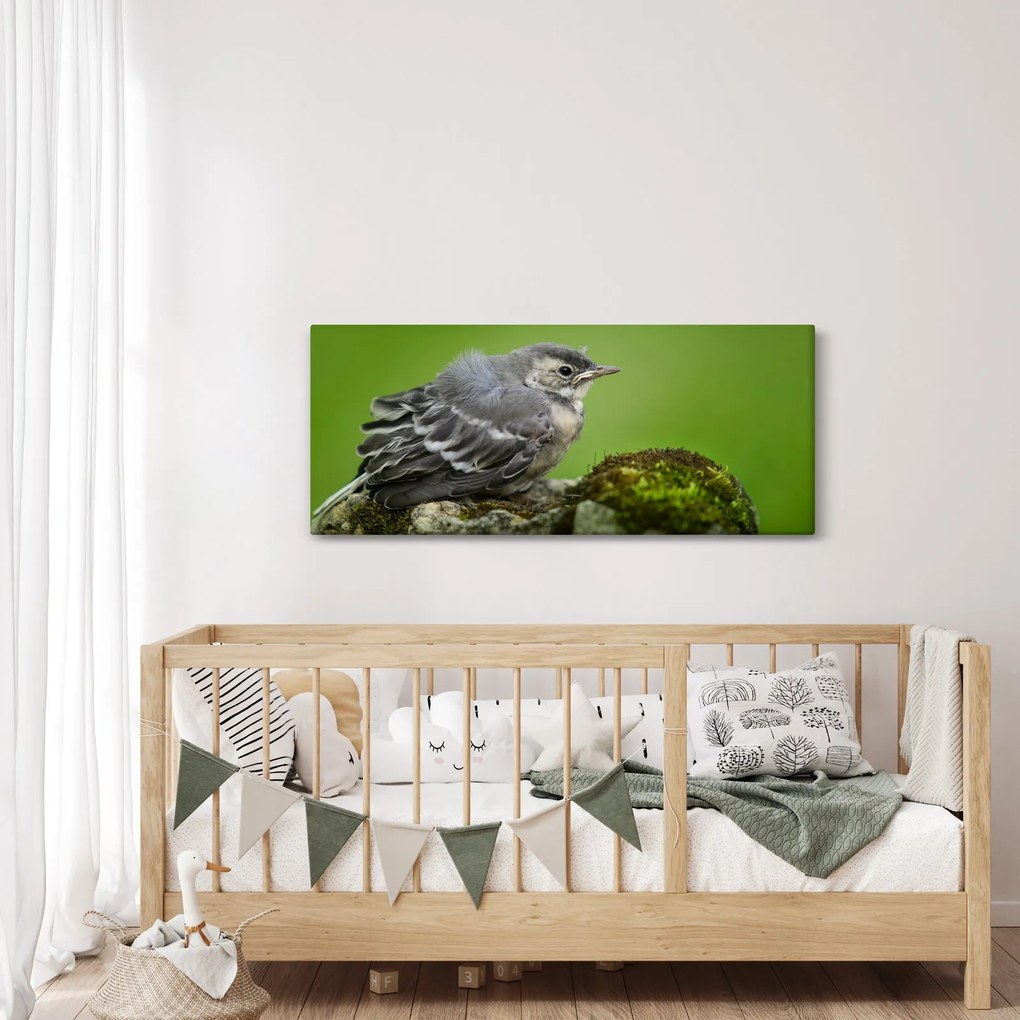 Obraz - Muchárik (120x50 cm)