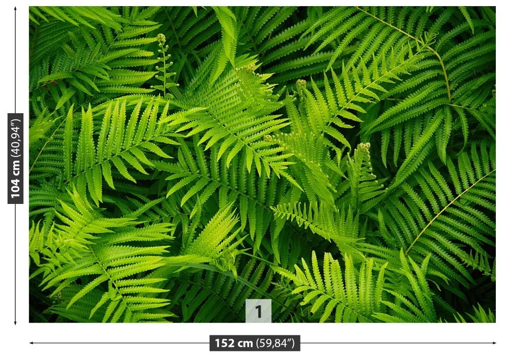 Fototapeta Vliesová Zelené papradie 104x70 cm