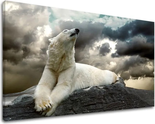 Obraz na stenu ZVIERATÁ