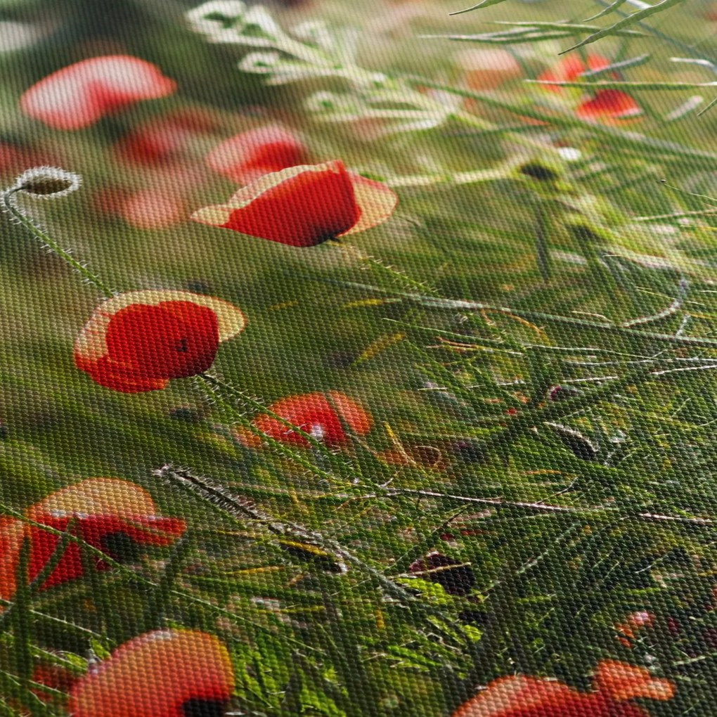 Obraz vlčích makov (120x50 cm)