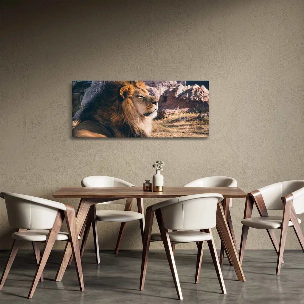 Obraz ležiaceho leva (120x50 cm)