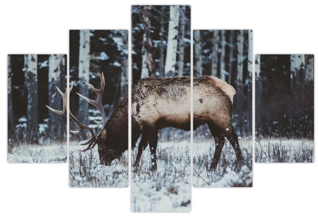 Obraz - jeleň v zime (150x105 cm)