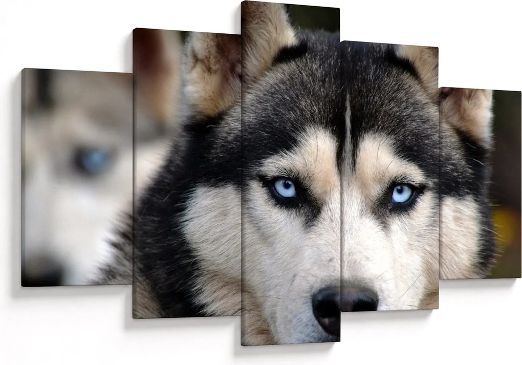 Obraz psa husky (150x105 cm)