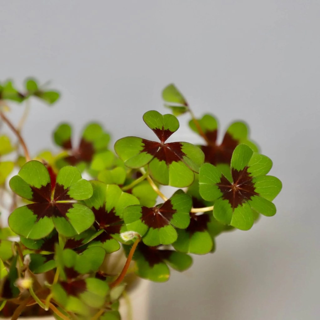Oxalis Kyslička deppei