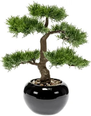 Bonsai cedar in pot black 34 cm