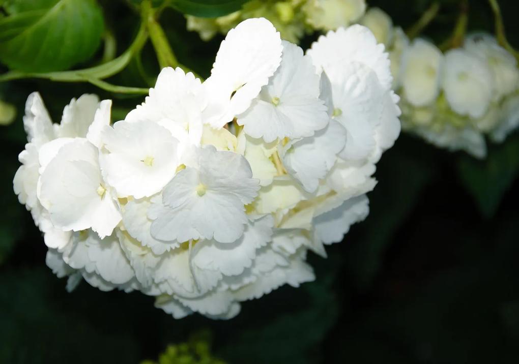 Fototapeta Biele kvety vlies 208 x 146 cm