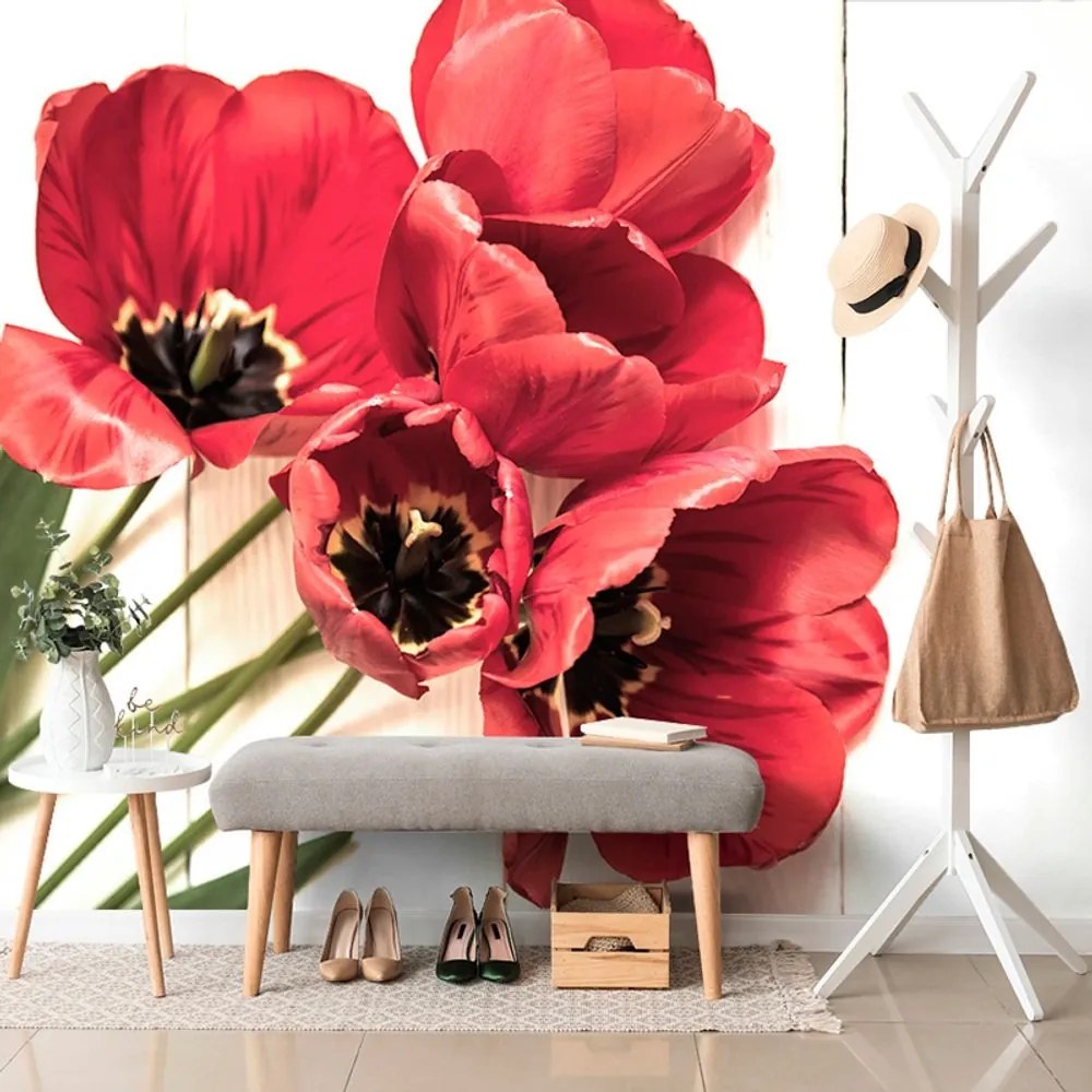 Samolepiaca fototapeta rozkvitnuté červené tulipány - 450x300