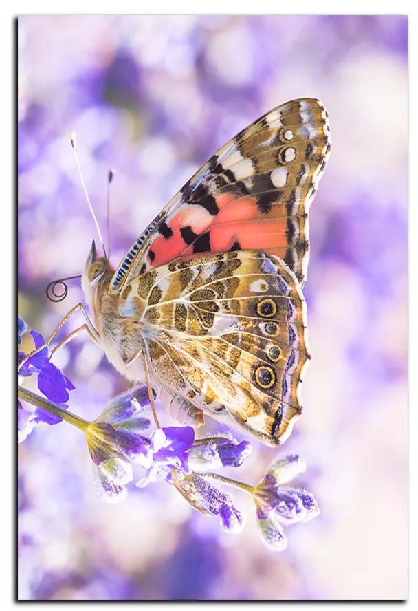 Obraz na plátne - Motýľ na levandule - obdĺžnik 7221A (100x70 cm)