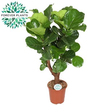 Ficus lyrata 27x100 cm