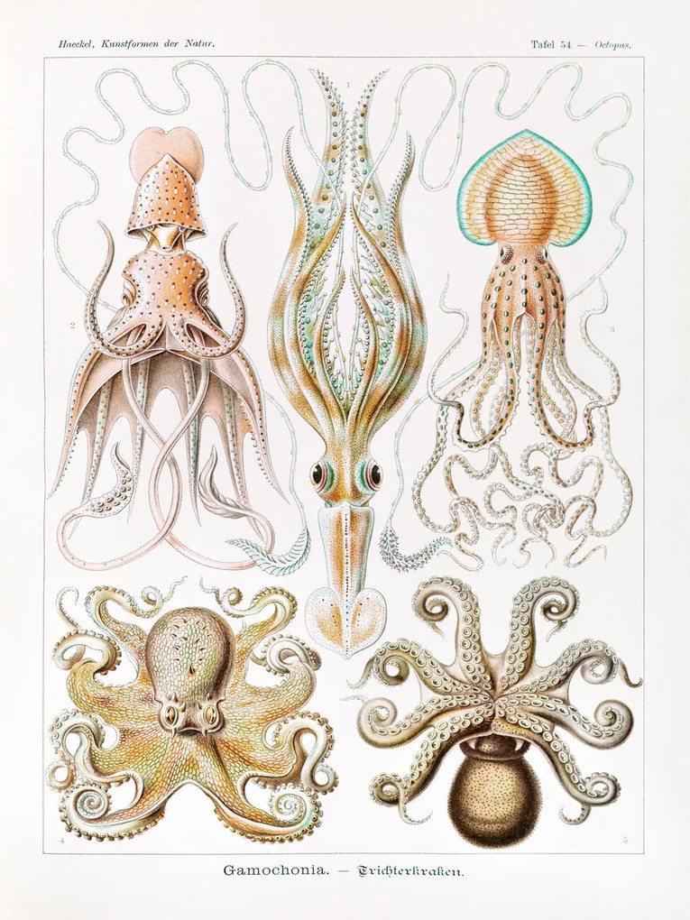 Umelecká tlač Gamochonia–Trichterkraken (Octopus / Academia) - Ernst Haeckel, (30 x 40 cm)