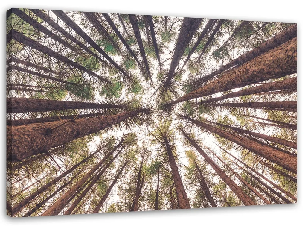 Gario Obraz na plátne Vysoké borovice Rozmery: 120 x 80 cm
