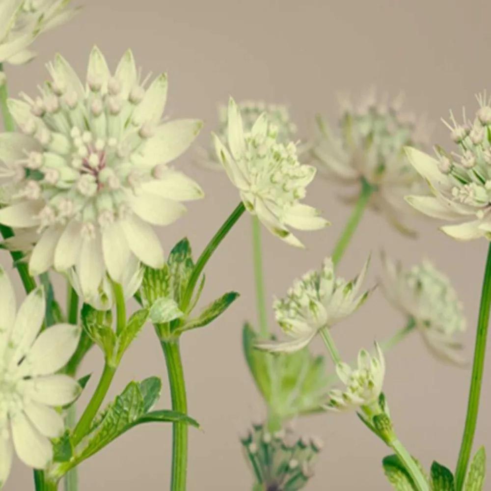 Ozdobný paraván Polní květiny rostliny - 110x170 cm, trojdielny, obojstranný paraván 360°