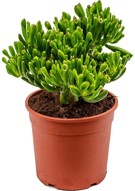 Crassula ovata Hobbit 17x35 cm