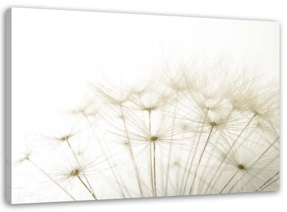 Obraz na plátně Pampeliška Příroda Béžová - 100x70 cm
