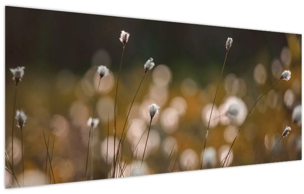 Obraz - Lúka s cottongrass N⁰2 (120x50 cm)