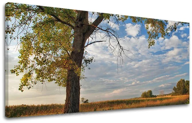Obraz na stenu PANORÁMA STROMY | rôzne rozmery