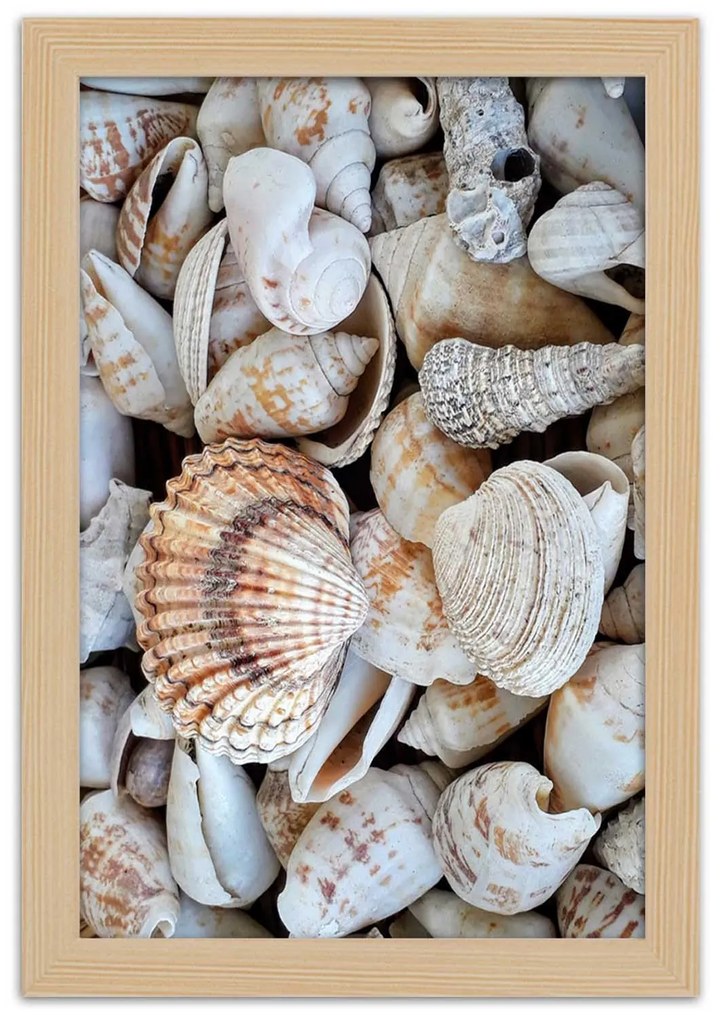 Gario Plagát Detailný záber na mušle Farba rámu: Bez rámu, Rozmery: 20 x 30 cm