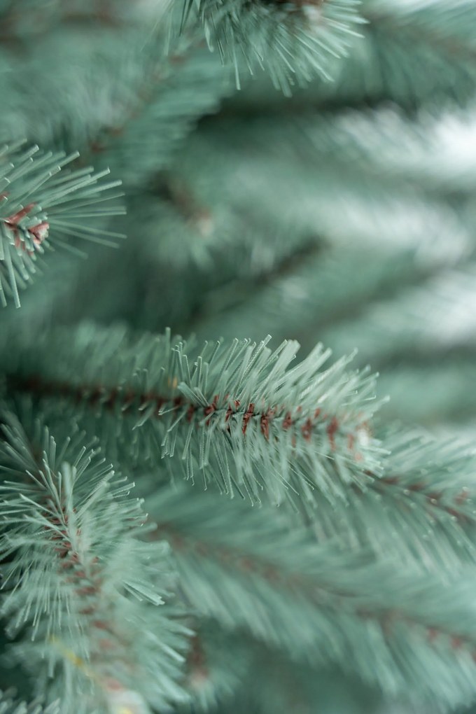 Limpol Jedľa Renáta silver 180 cm