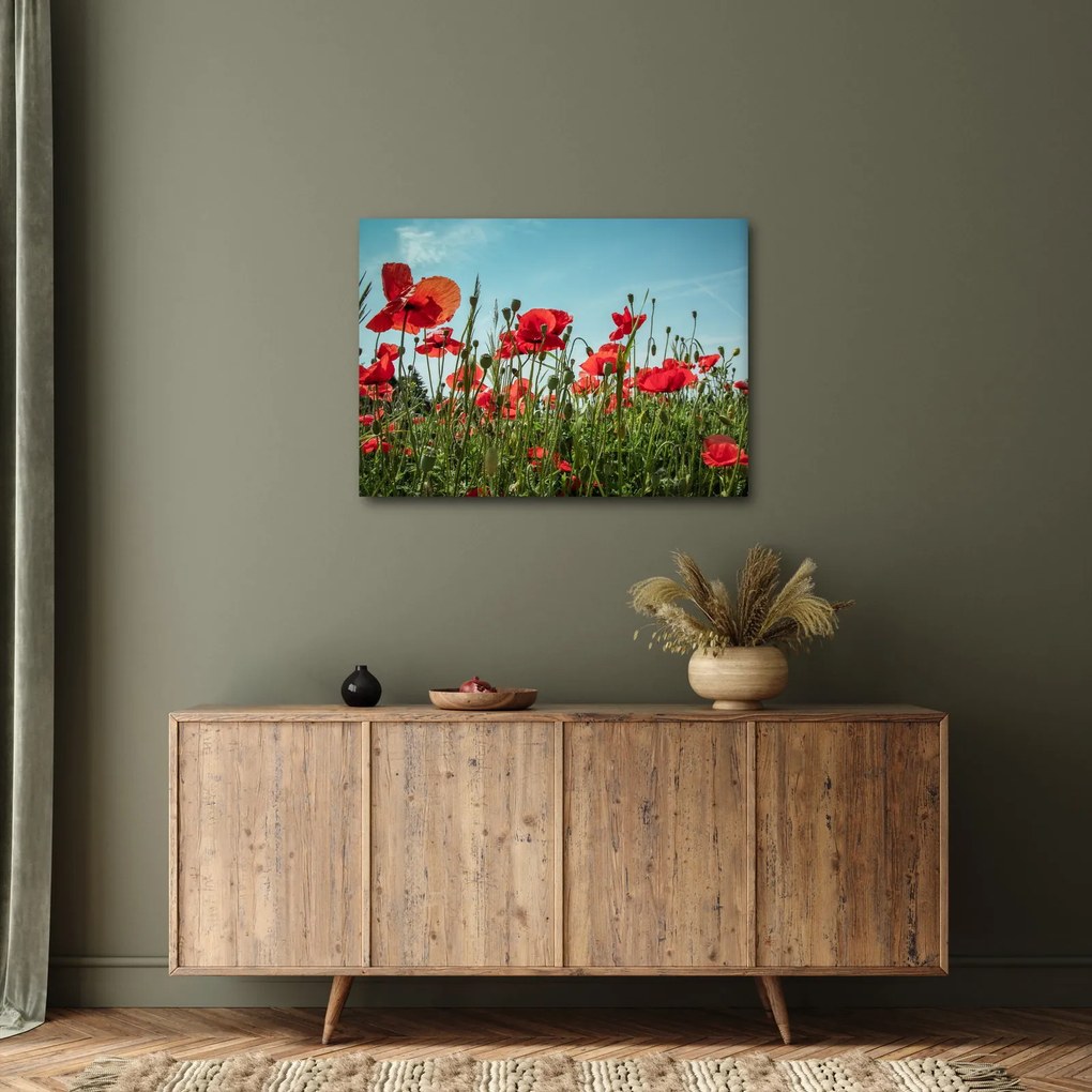 Obraz - Na poli vlčích makov (70x50 cm)