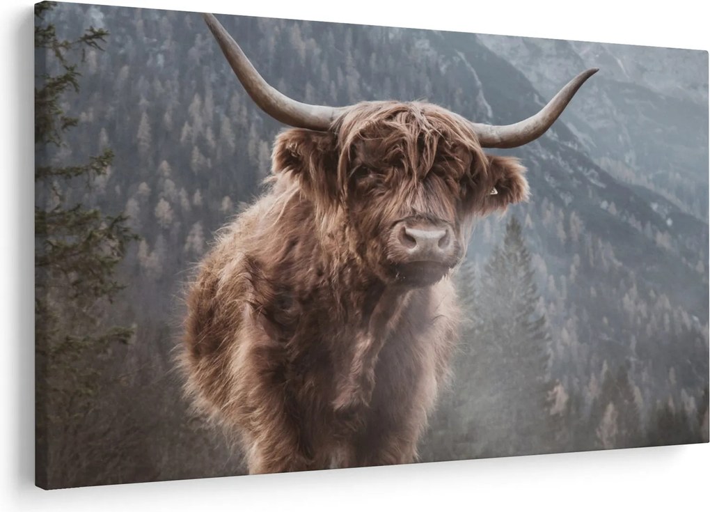 Obraz - Highlander krava (90x60 cm)