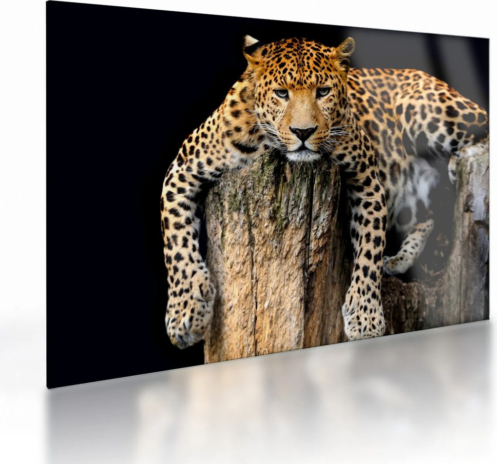 Sklenený obraz - Gepard (70x50 cm)
