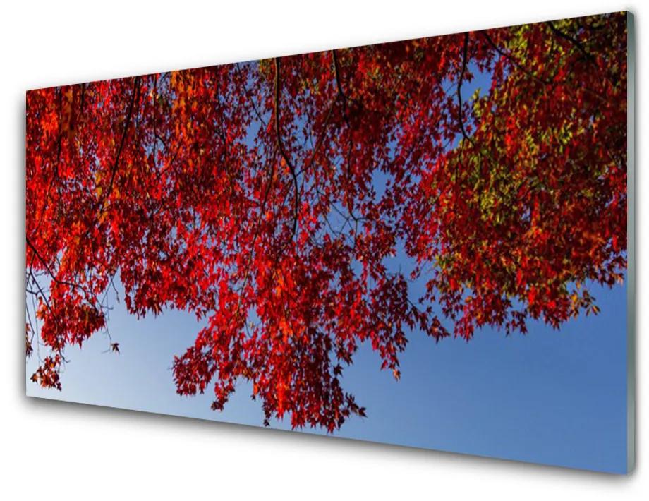 Skleneny obraz Strom listy vetvy príroda 100x50 cm