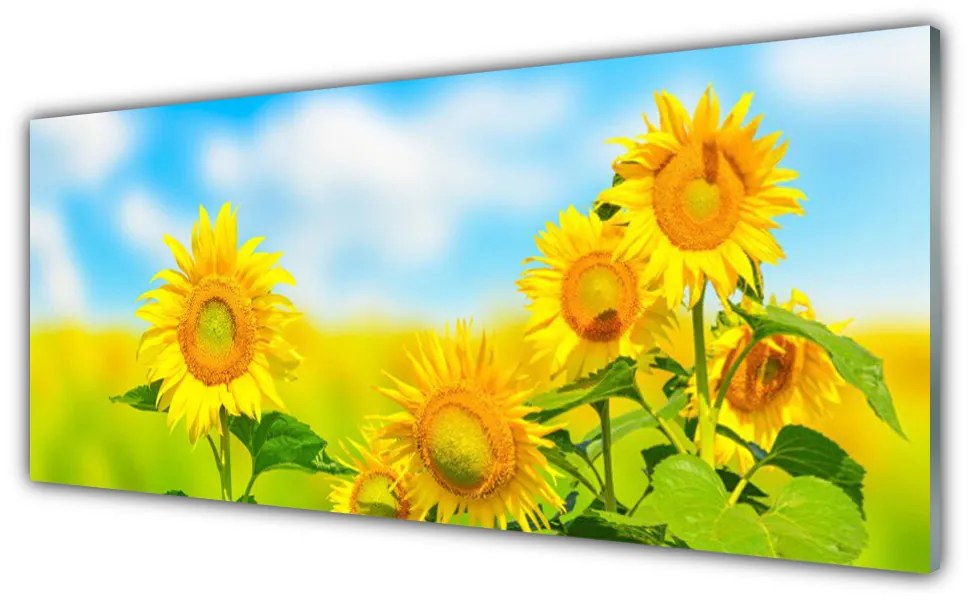 Obraz plexi Slnečnica kvety príroda 125x50 cm