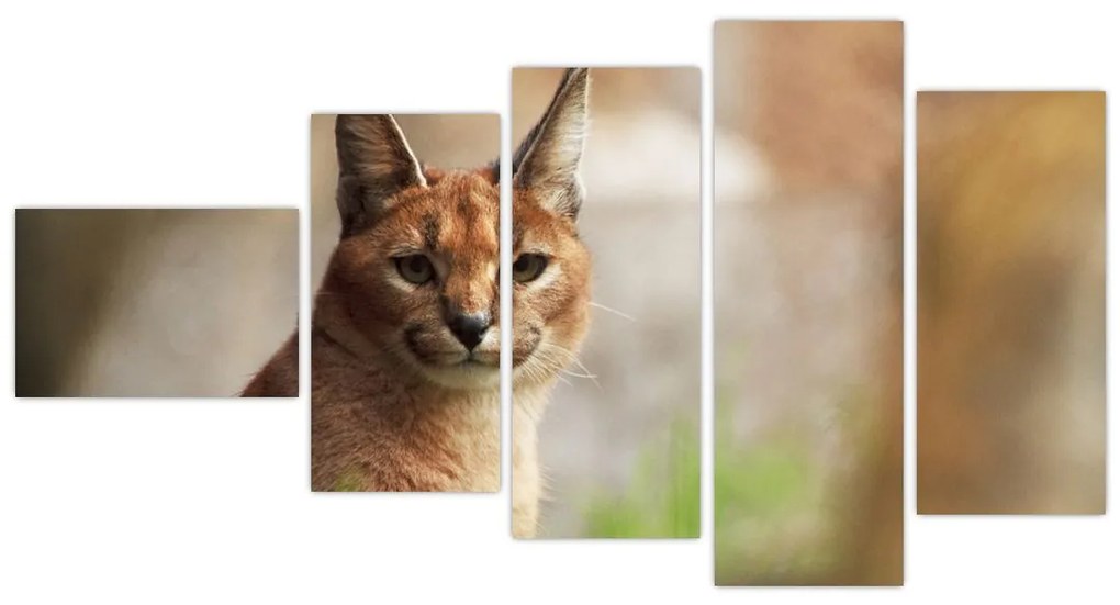 Rys ostrovid - obraz