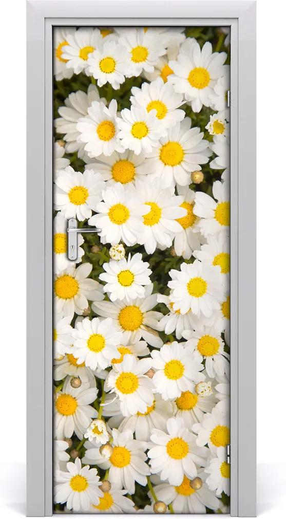 Fototapeta samolepiace  kvety sedmokrásky