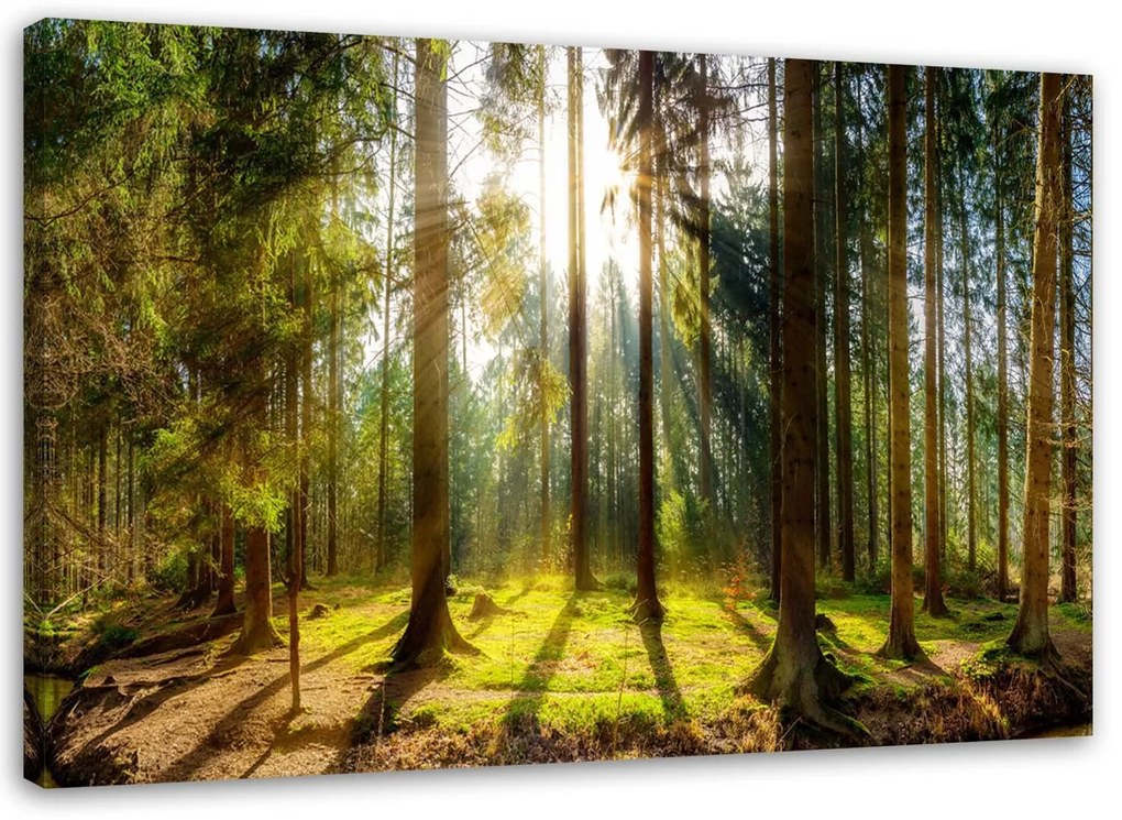 Gario Obraz na plátne Lúče v slnečnom lese Rozmery: 100 x 70 cm