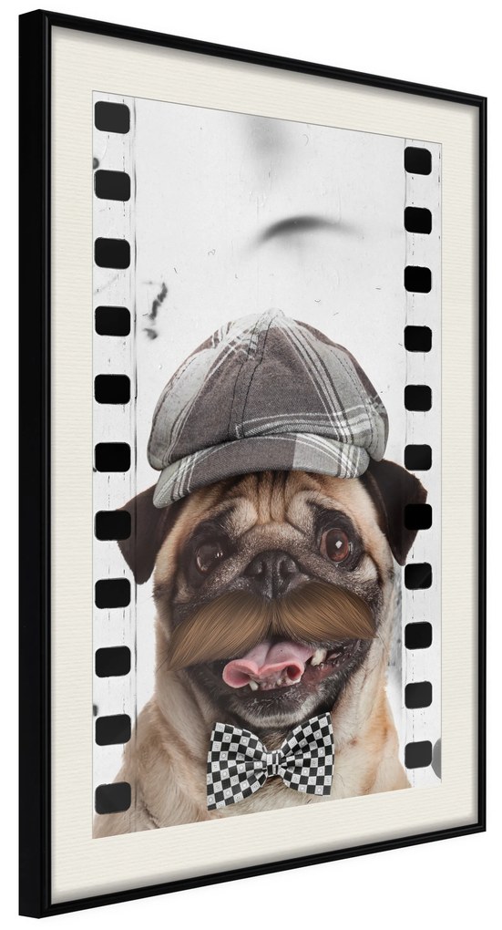 Artgeist Plagát - Pug In Hat [Poster] Veľkosť: 20x30, Verzia: Zlatý rám s passe-partout