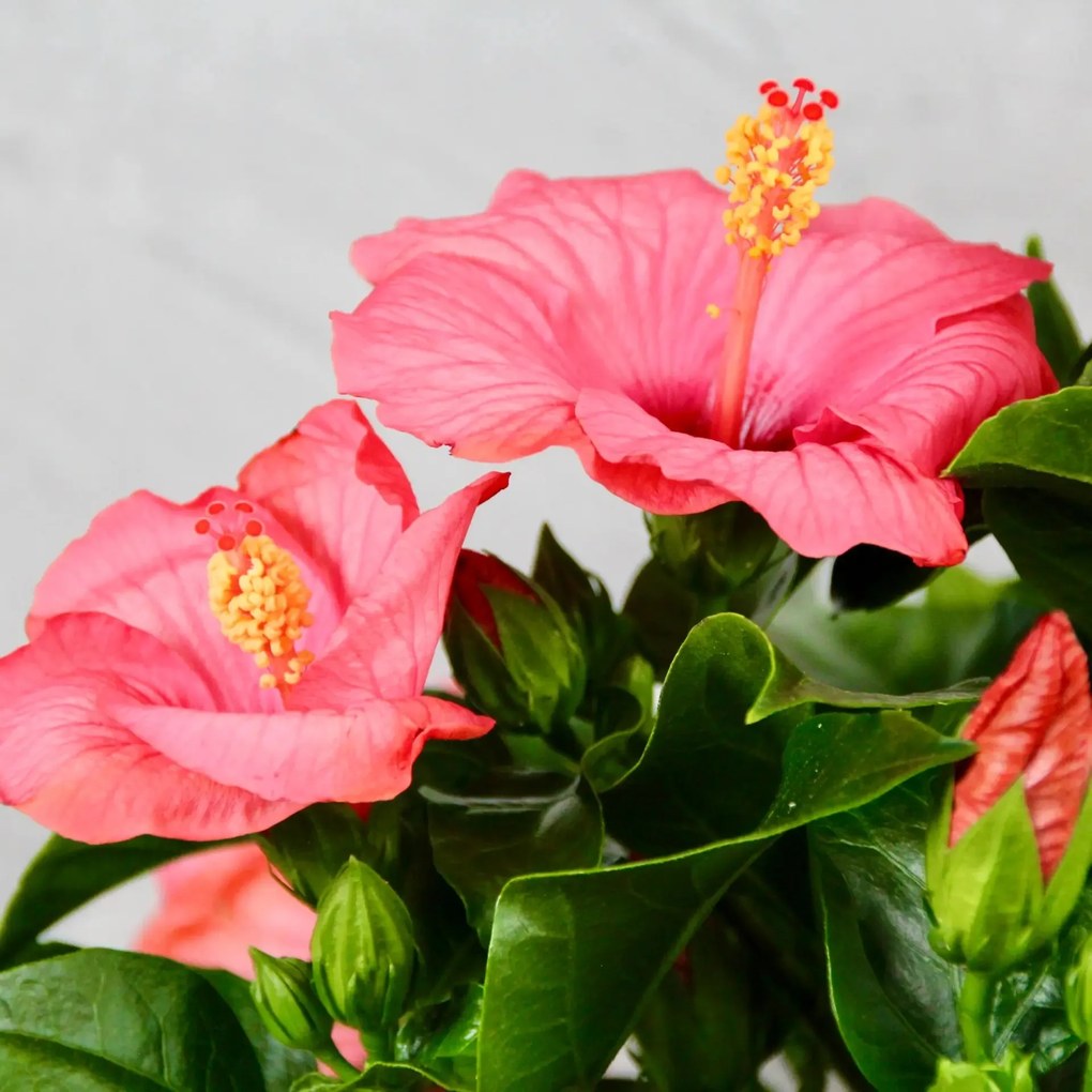 Hibiscus Ibištek čínsky rosa sinensis ružový