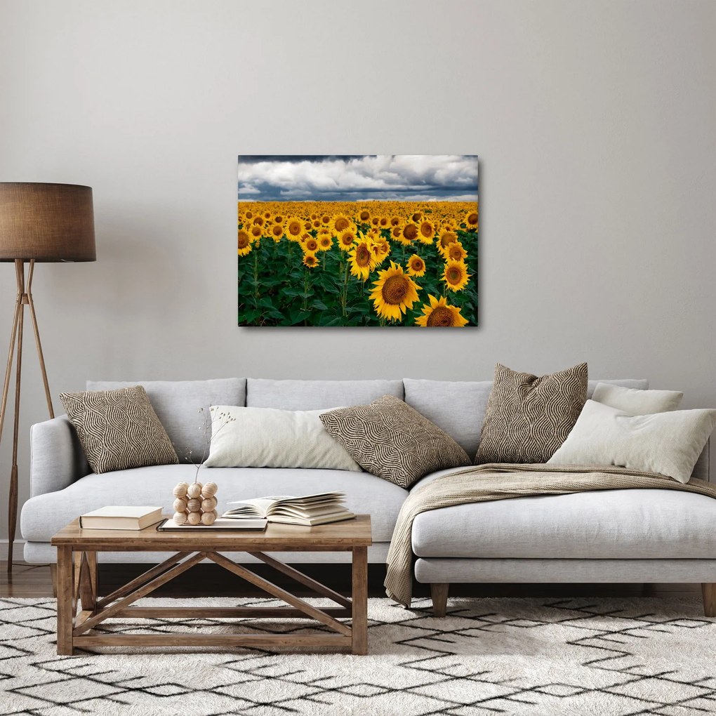 Obraz slnečnicového poľa (70x50 cm)
